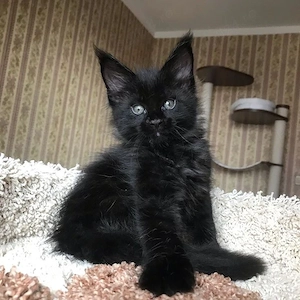 Maine coon pui superbi - imagine 3