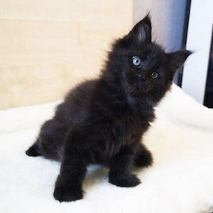 Maine coon pui superbi