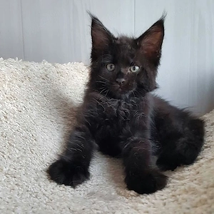 Maine coon pui superbi - imagine 2