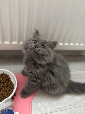 Pui Pisica - British Longhair - 3 luni - imagine 5