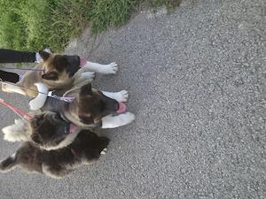 Akita America caută familie iubitoare! - imagine 4
