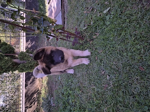 Akita America caută familie iubitoare! - imagine 5