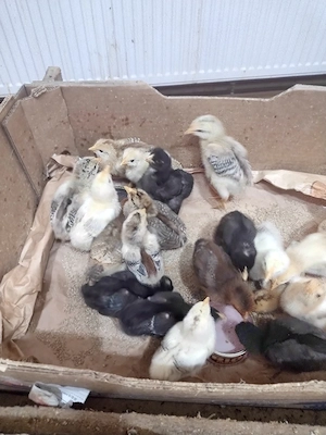 Vand pui de găină (cloșcă) țărănești de o săptămână, 2 săptămâni și 3 săptămâni   - imagine 4