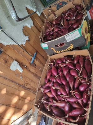 ceapa roșie de apa. 