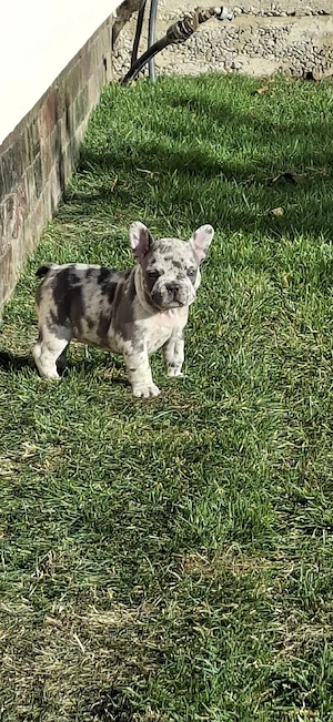 bulldog francez 