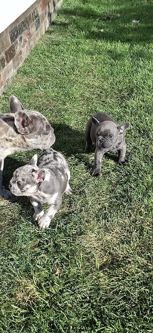 bulldog francez 