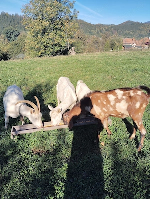 De vânzare 2 capre și o iadă saanen și un țap anglonubian 