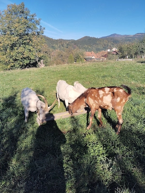 De vânzare 2 capre și o iadă saanen și un țap anglonubian  - imagine 2