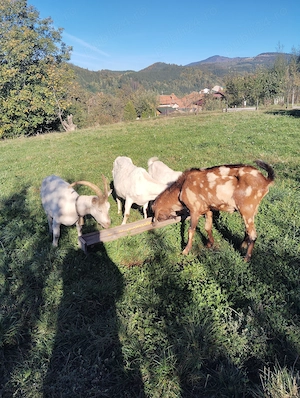 De vânzare 2 capre și o iadă saanen și un țap anglonubian  - imagine 3