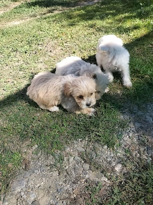 bichon maltez - imagine 3