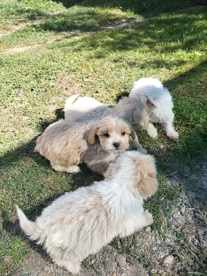 bichon maltez