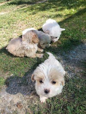 bichon maltez - imagine 2