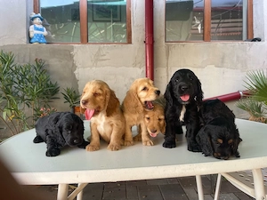 Coker Spaniel - imagine 3