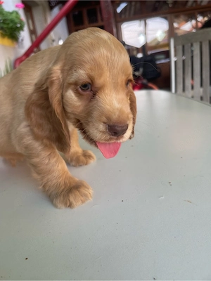 Coker Spaniel - imagine 5