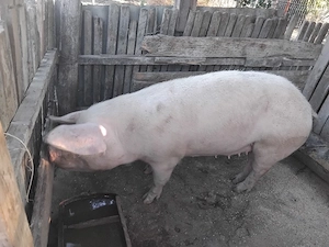 Vând porc 140 - 150 kg, crescut bio în gospodărie   Caracal - imagine 2