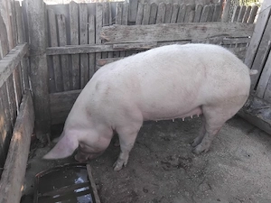 Vând porc 140 - 150 kg, crescut bio în gospodărie   Caracal