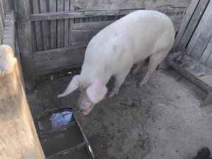 Vând porc 140 - 150 kg, crescut bio în gospodărie   Caracal - imagine 3