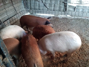 De vânzare scroafe și porci  - imagine 5