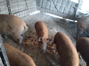 De vânzare scroafe și porci  - imagine 2
