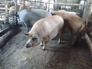 De vânzare scroafe și porci  - imagine 4