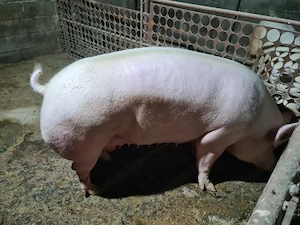 Vor sa plece la un alt proprietar iubitor 