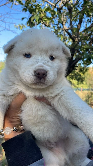 Pui metis Husky Siberian X Chow Chow superbi - imagine 3