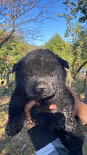 Pui metis Husky Siberian X Chow Chow superbi - imagine 2