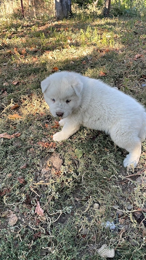 Pui metis Husky Siberian X Chow Chow superbi - imagine 4