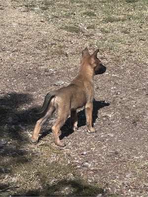 Catei malinois de vanzare