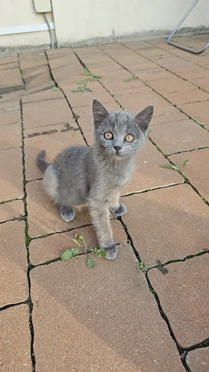 British Shorthair Blue