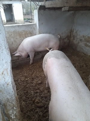vand porci  - imagine 3