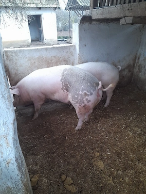 vand porci  - imagine 4