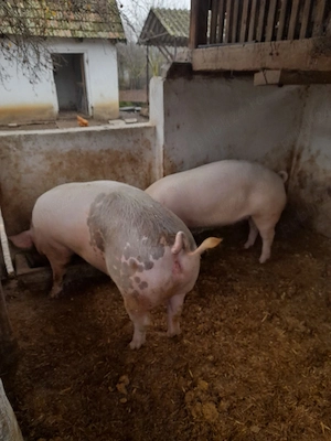 vand porci  - imagine 2