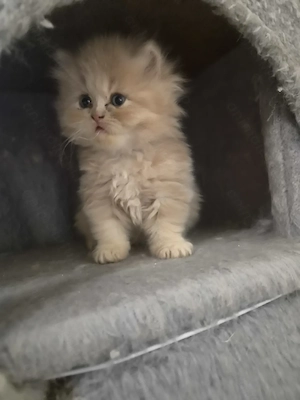 Pisici persane 