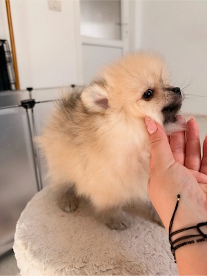 Pui pomeranian mascul crem - imagine 4