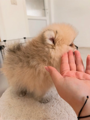 Pui pomeranian mascul crem - imagine 3