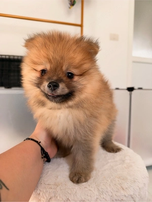 Pui Pomeranian orange superb- crescator - imagine 3