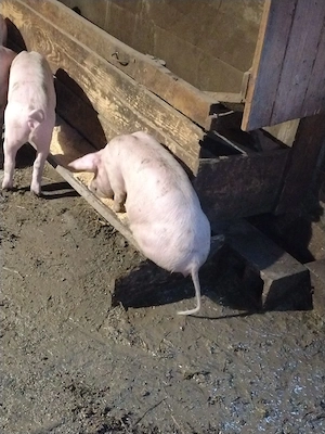 porc de vanzare 10 bucati