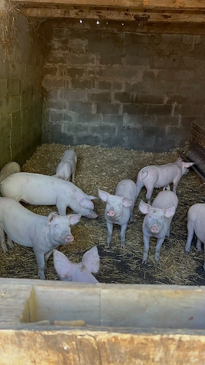 porc de vanzare 10 bucati - imagine 4
