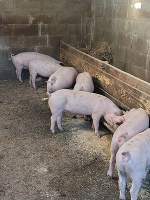 porc de vanzare 10 bucati - imagine 2