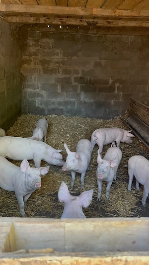 porc de vanzare 10 bucati - imagine 5