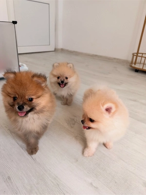 Pui Pomeranian orange superb- crescator - imagine 5