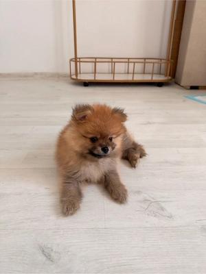 Pui Pomeranian orange superb- crescator - imagine 4