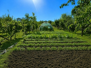 Proprietate 44 ari, casă + livadă + vie   acces pe 2 laturi