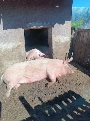 Porci toate categoriile  - imagine 5