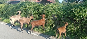 Țap Alpin Francez de vânzare  și 2 ieduțe montate - imagine 3