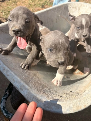 Pui Amstaff  - imagine 5