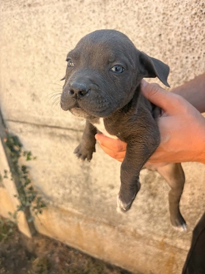 Pui Amstaff  - imagine 4