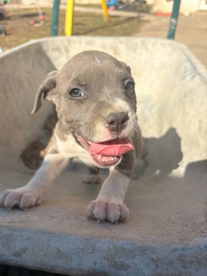 Pui Amstaff  - imagine 2