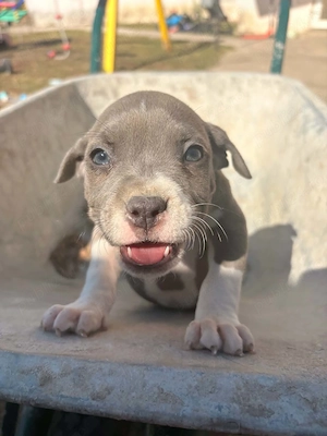 Pui Amstaff  - imagine 3